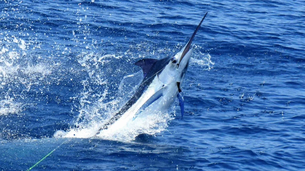 A lit-up marlin leaping from the blue Pacific water on the line off Playa Potrero, Costa Rica