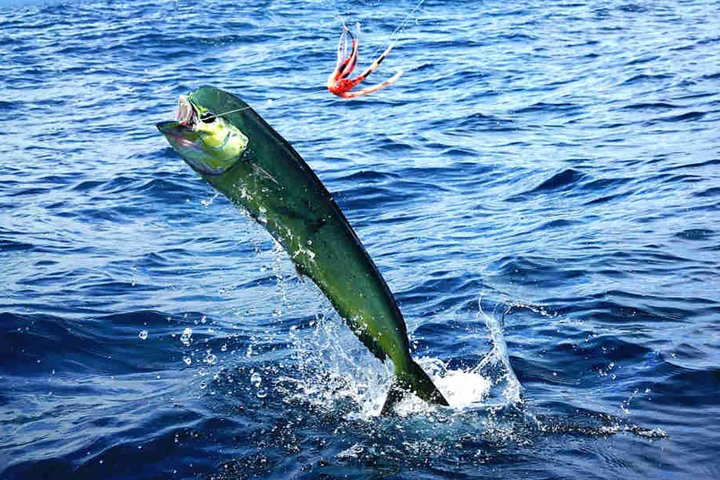 Mahi-mahi leaping from the water after a trolling lure on a Guanacaste sportfishing charter, Costa Rica