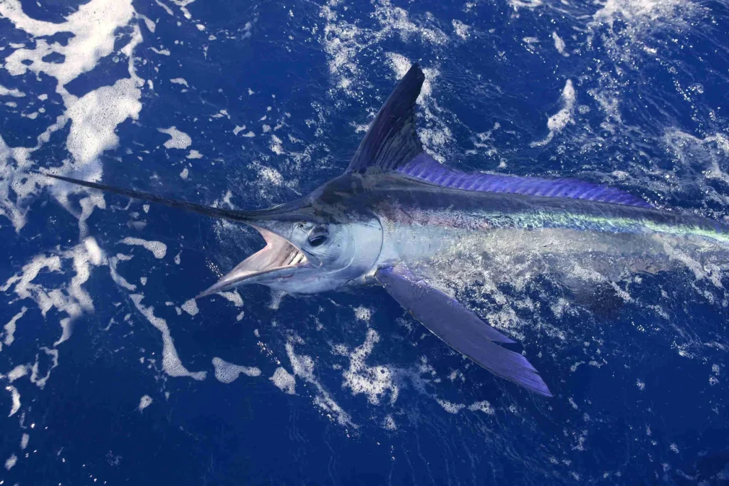 A blue marlin lit up with electric blue and green stripes swimming boatside in deep offshore water near Playa Potrero