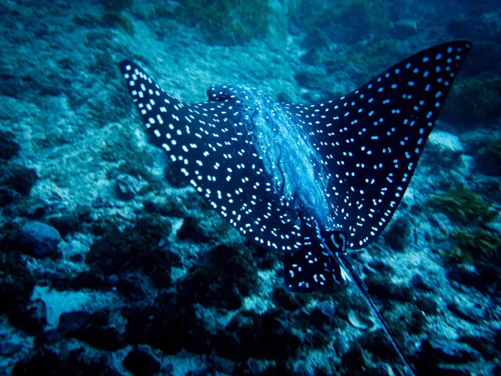 A spotted eagle ray gliding over a reef in the blue water off Playa Potrero, near the Catalina Islands