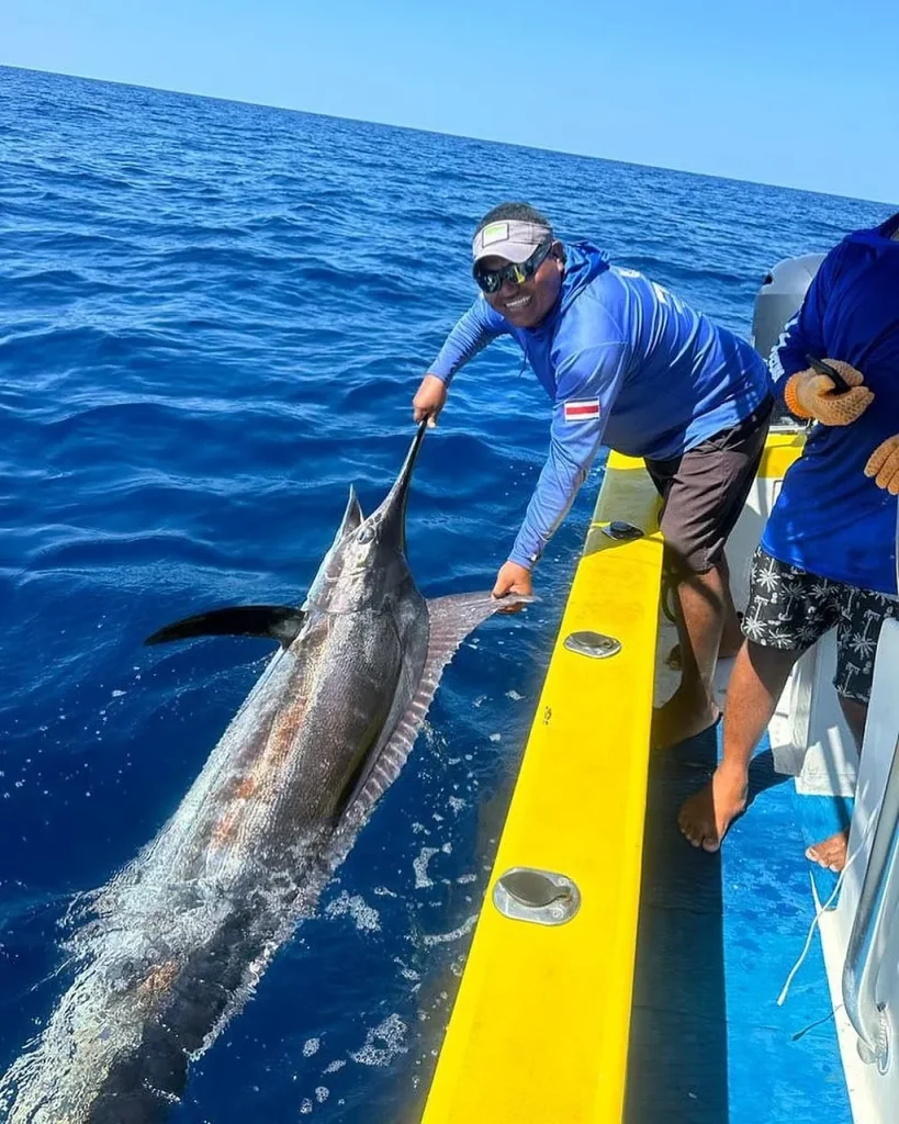 A crew member releasing a marlin boatside on a Boomerang fishing charter off Playa Potrero, Costa Rica