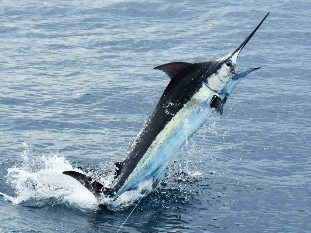 A blue marlin leaping on the line during a Bushwacker offshore charter in Guanacaste, Costa Rica
