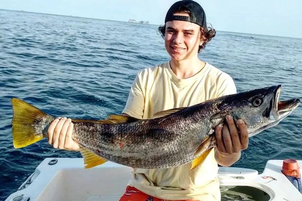Sea Bass (Corvina)