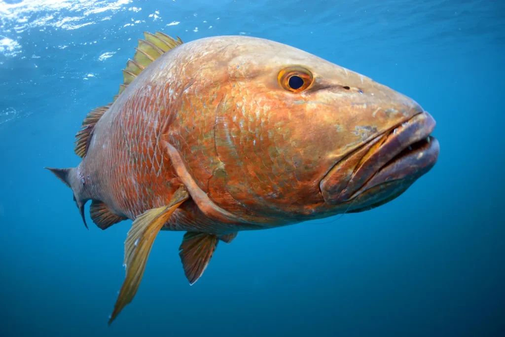 Cubera Snapper