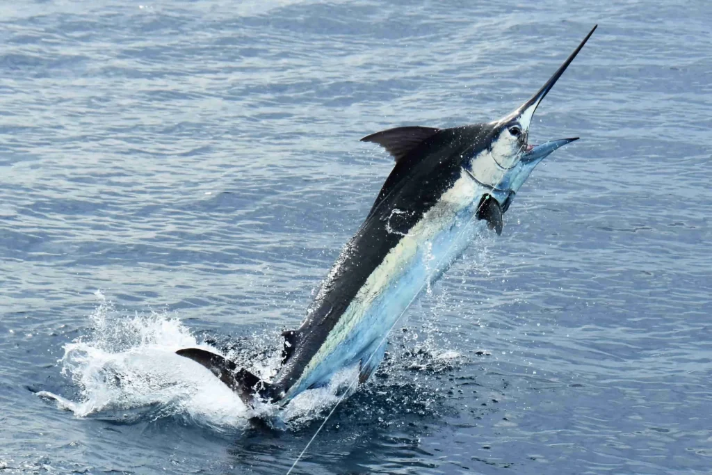 Blue marlin leaping from the water on a deep sea fishing charter off Guanacaste, Costa Rica