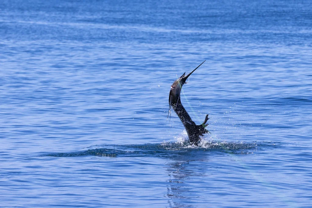Sailfish leaping from the blue water off Playa Potrero on Costa Rica's Guanacaste coast