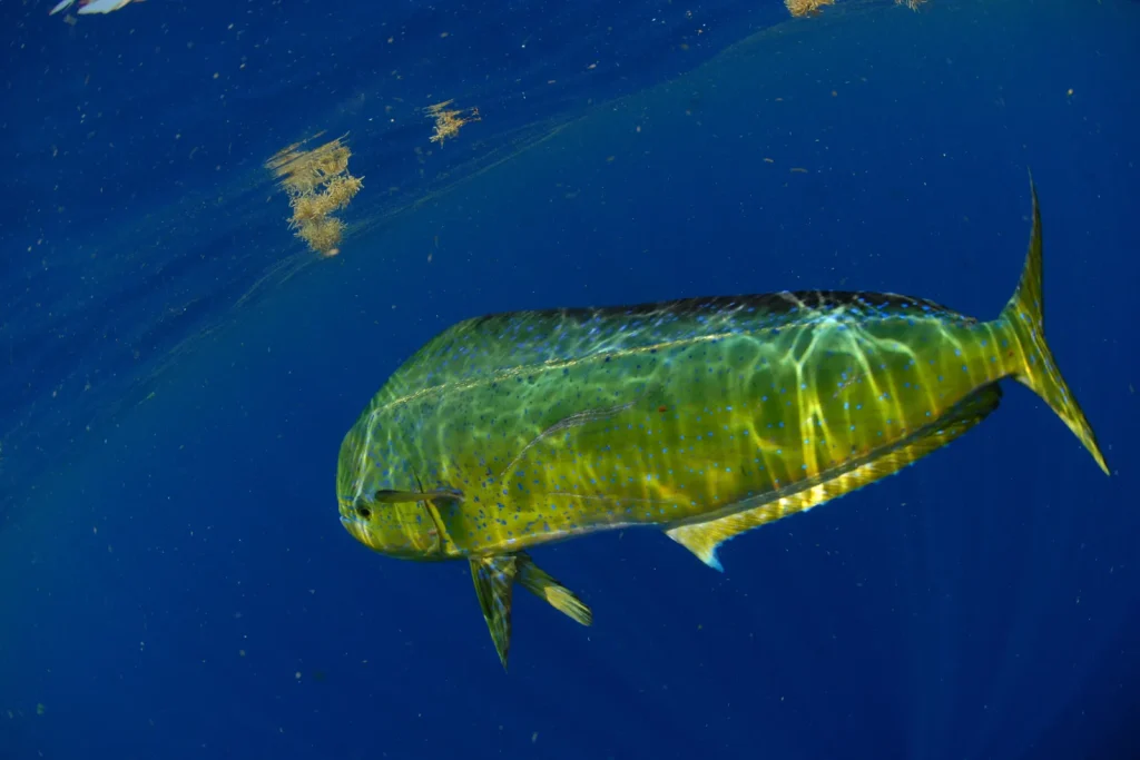 Mahi Mahi (Dorado)