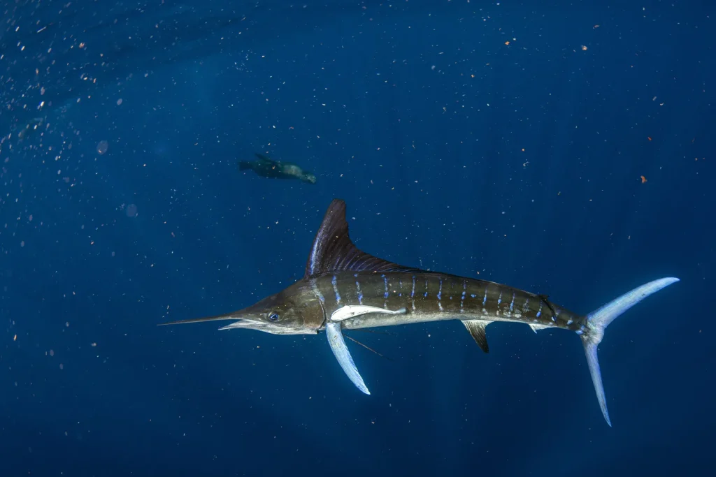 Marlin