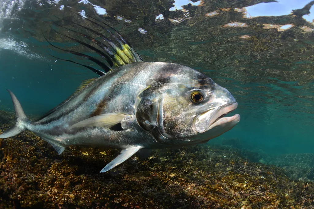 Roosterfish