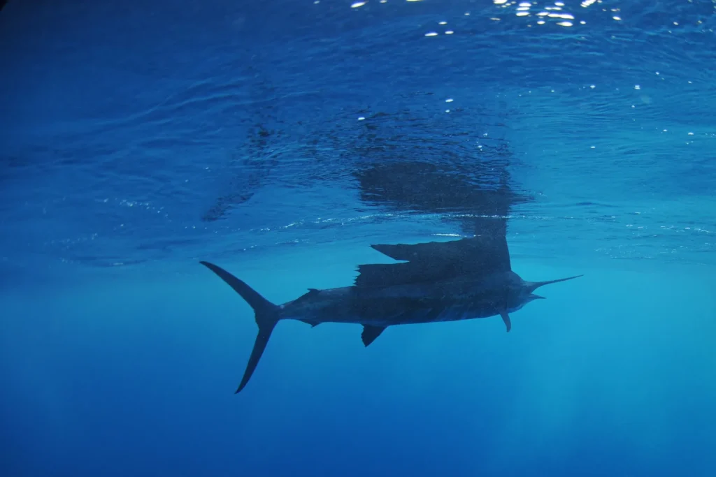 Sailfish