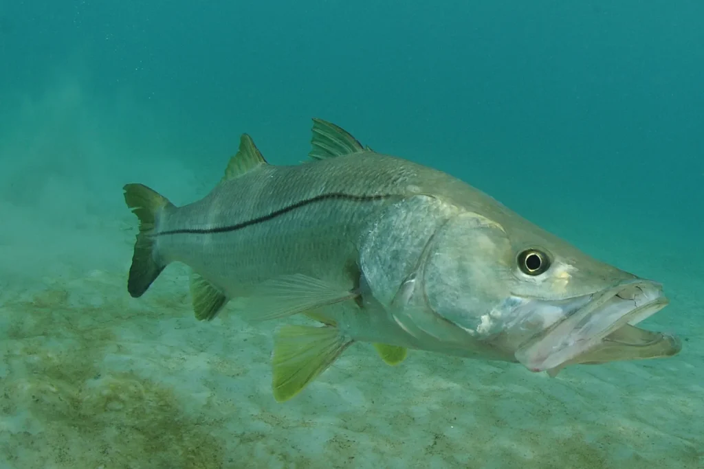 Snook (Robalo)