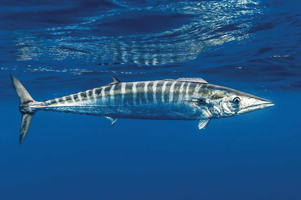 Wahoo